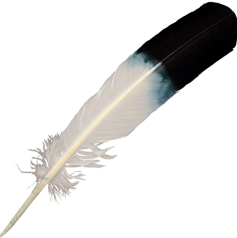 Feathers