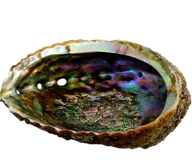 Abalone Shell